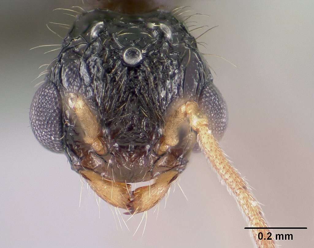 Image of Tetramorium