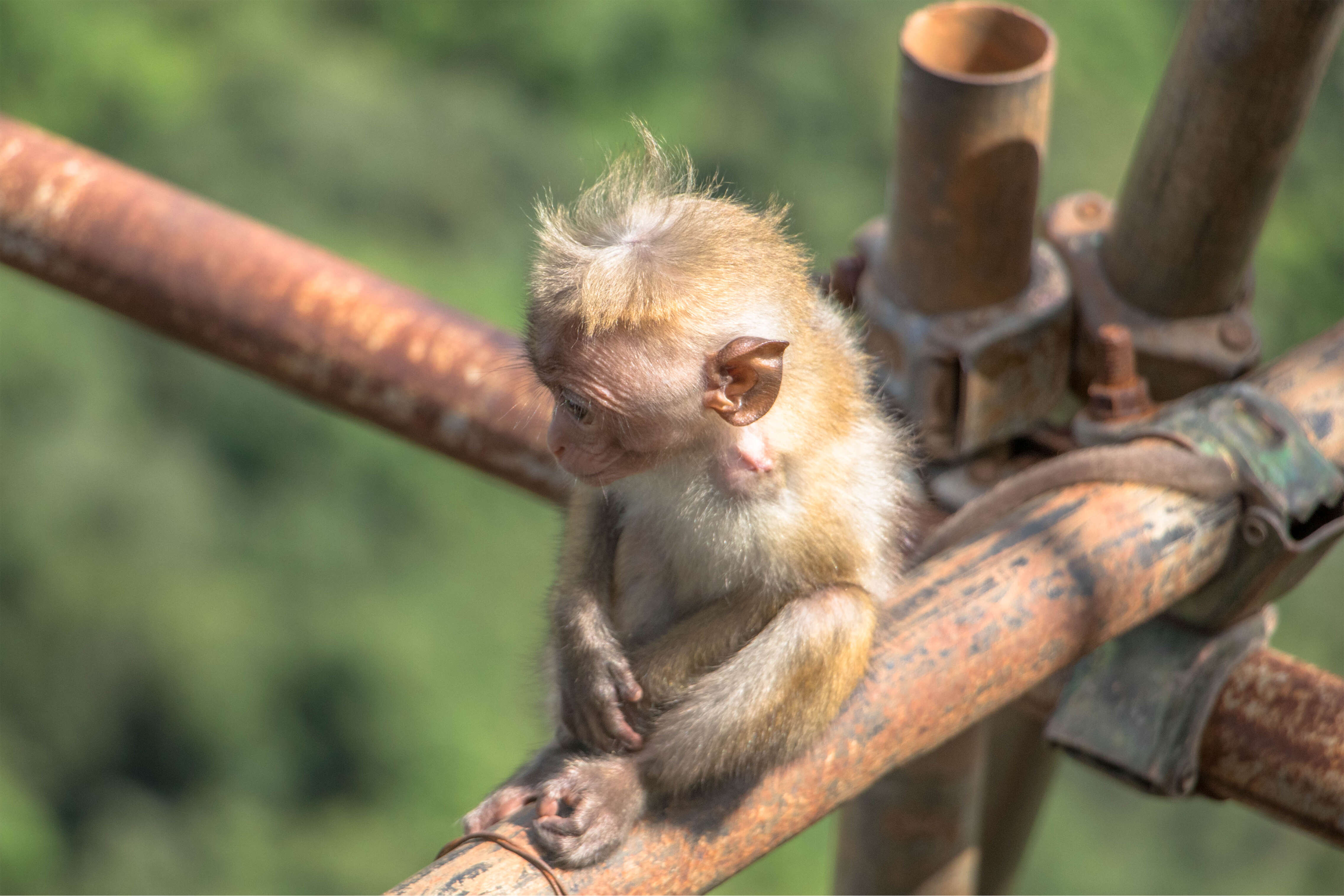 Imagem de Macaca sinica (Linnaeus 1771)