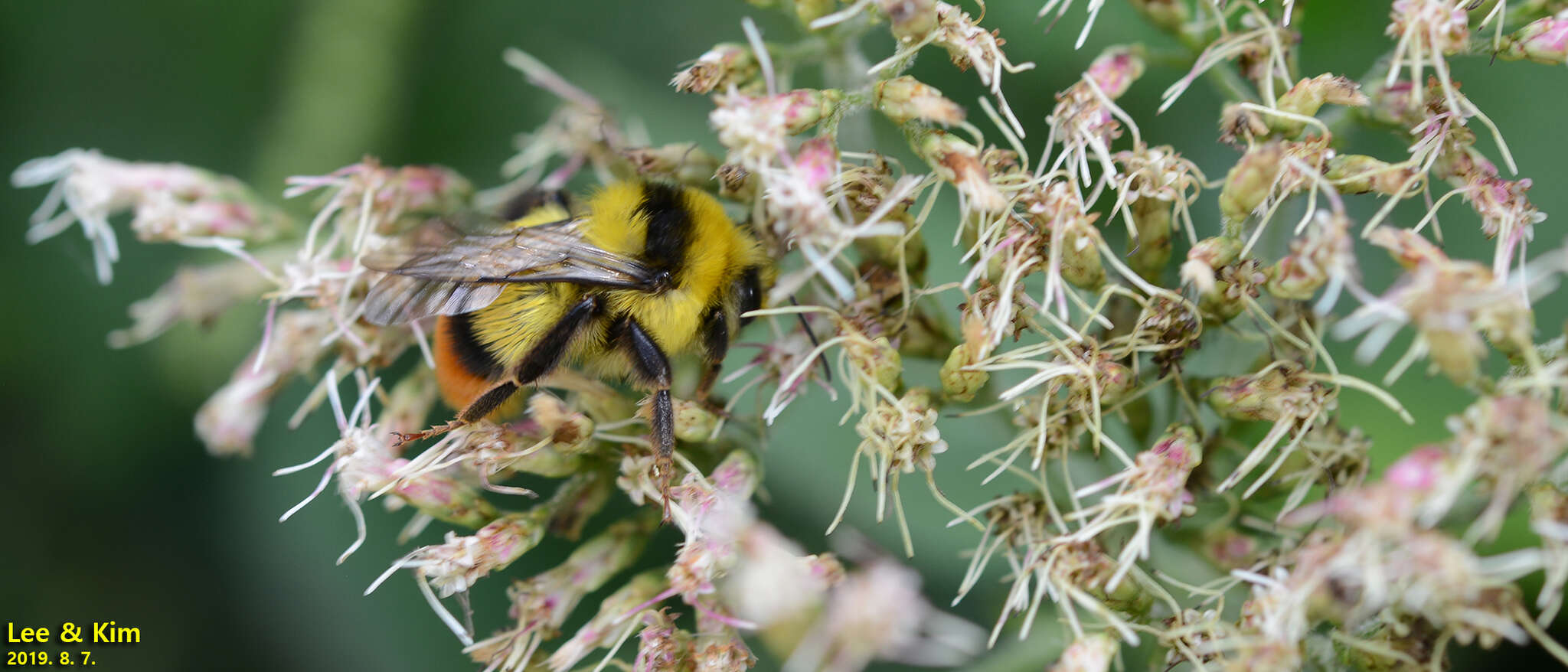 Image of Bombus ignitus Smith 1869