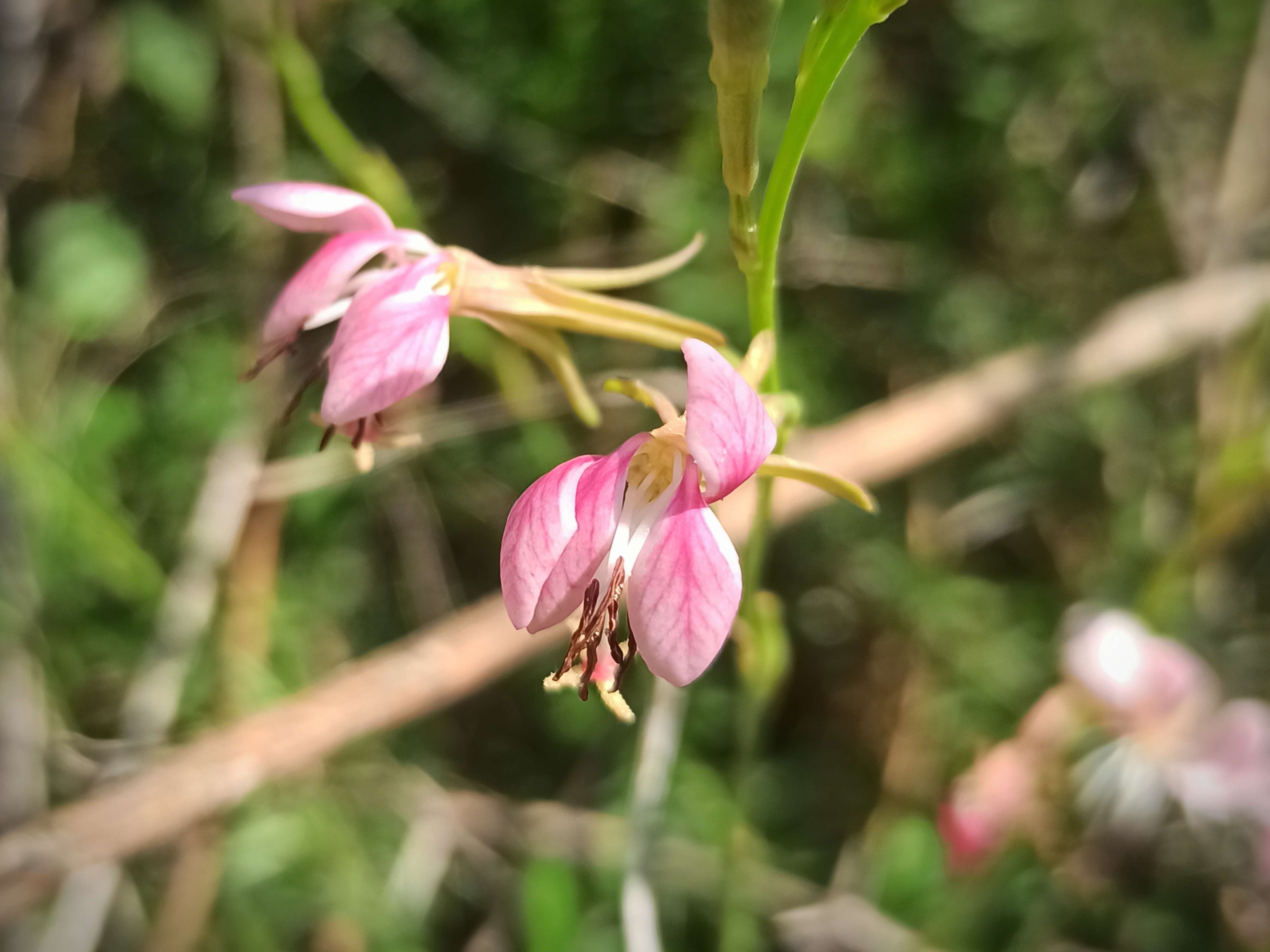 Image of scarlet beeblossom