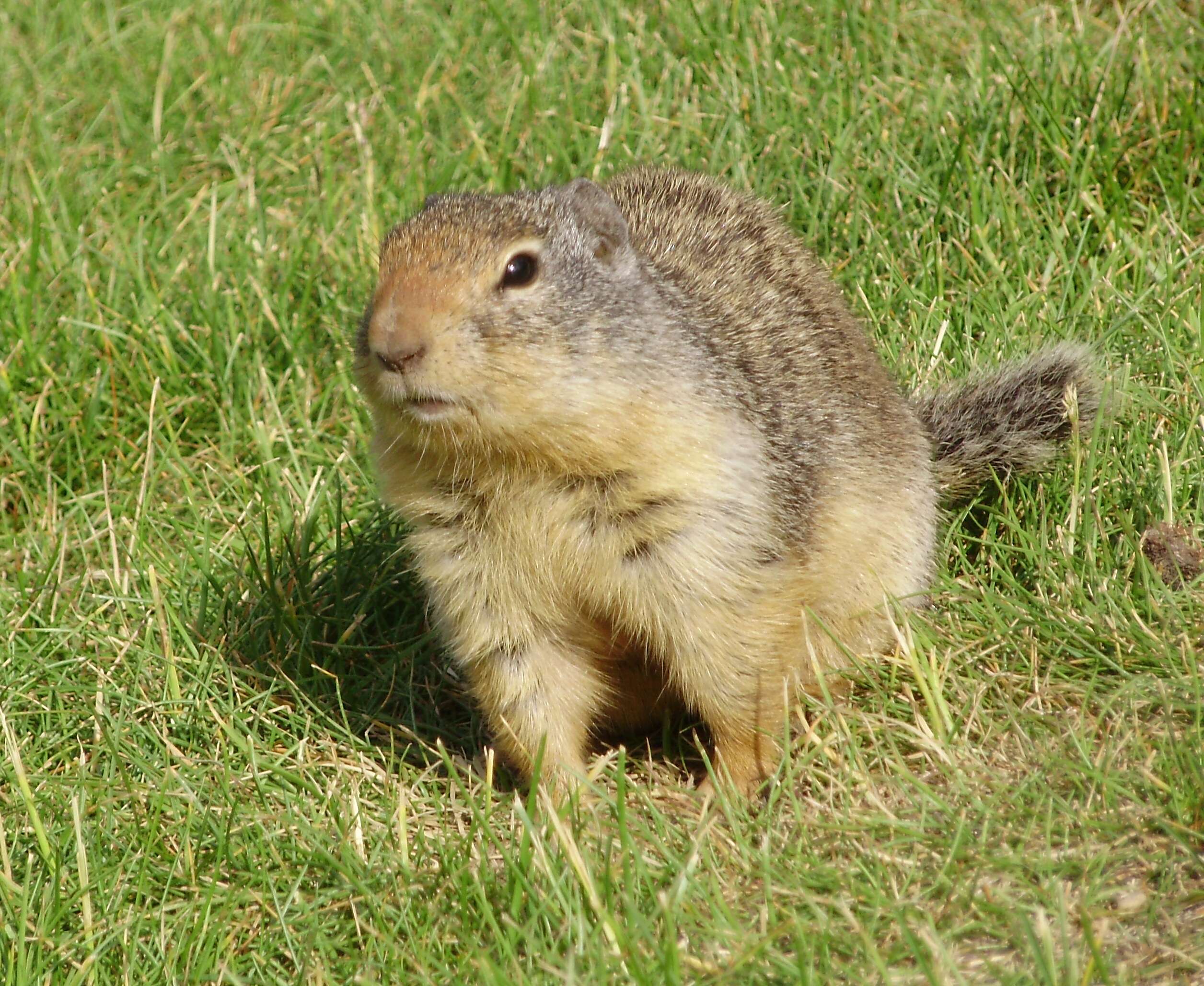 Image of Columbian ground squirrel