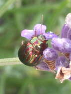 Image of Chrysolina americana