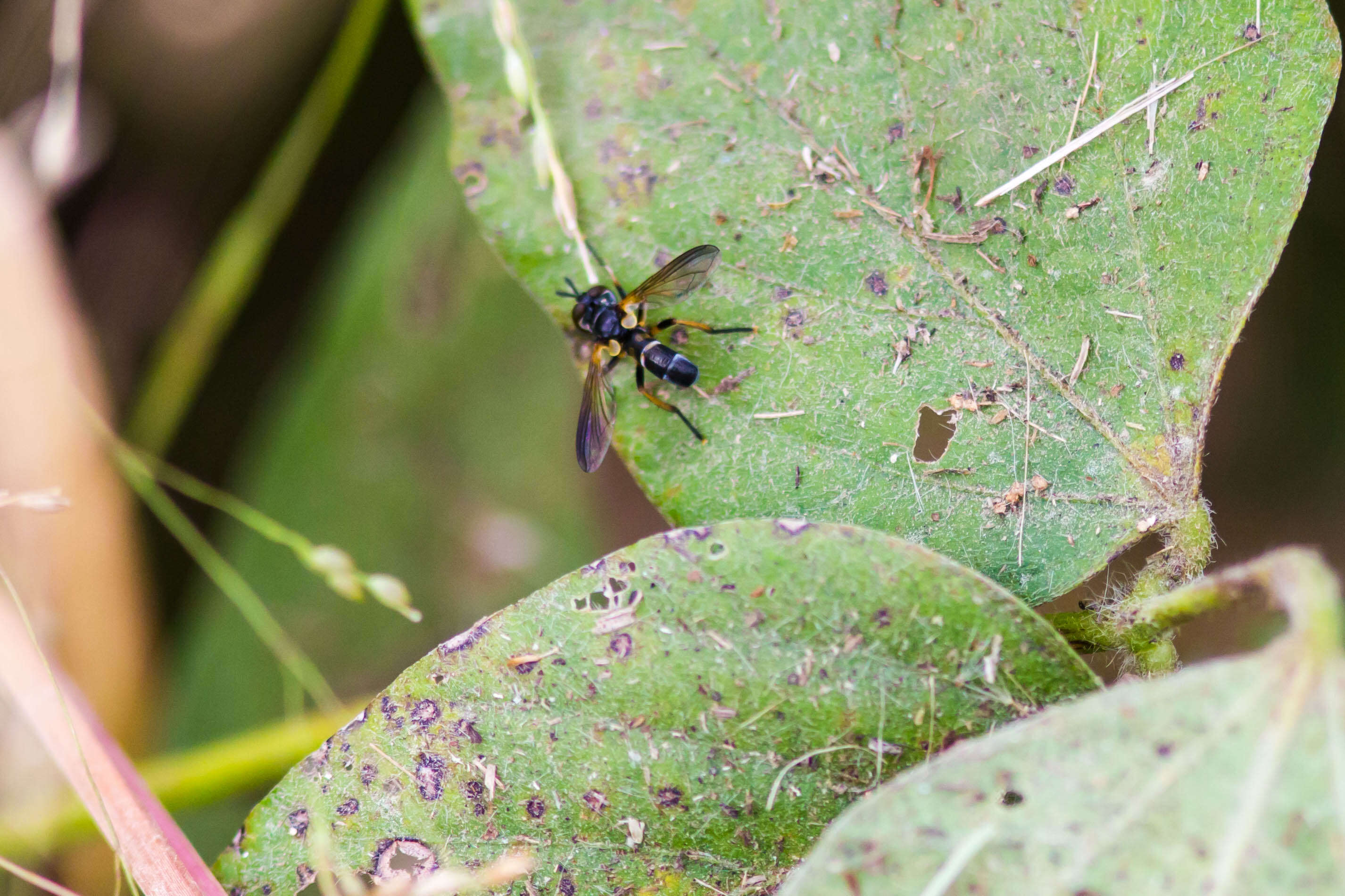 صورة Hemyda aurata Robineau-Desvoidy 1830