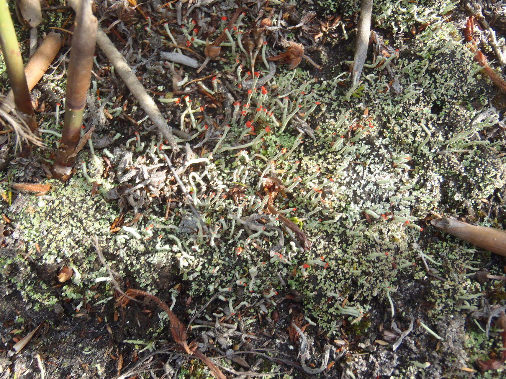 Image of Cladonia macilenta