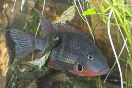 Image of firemouth cichlid