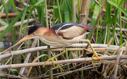 Image of Least Bittern