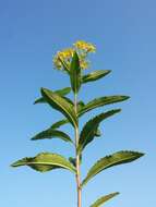 Image of Senecio sarracenicus L.