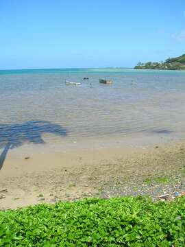 Image of Bay Biscayne creeping-oxeye