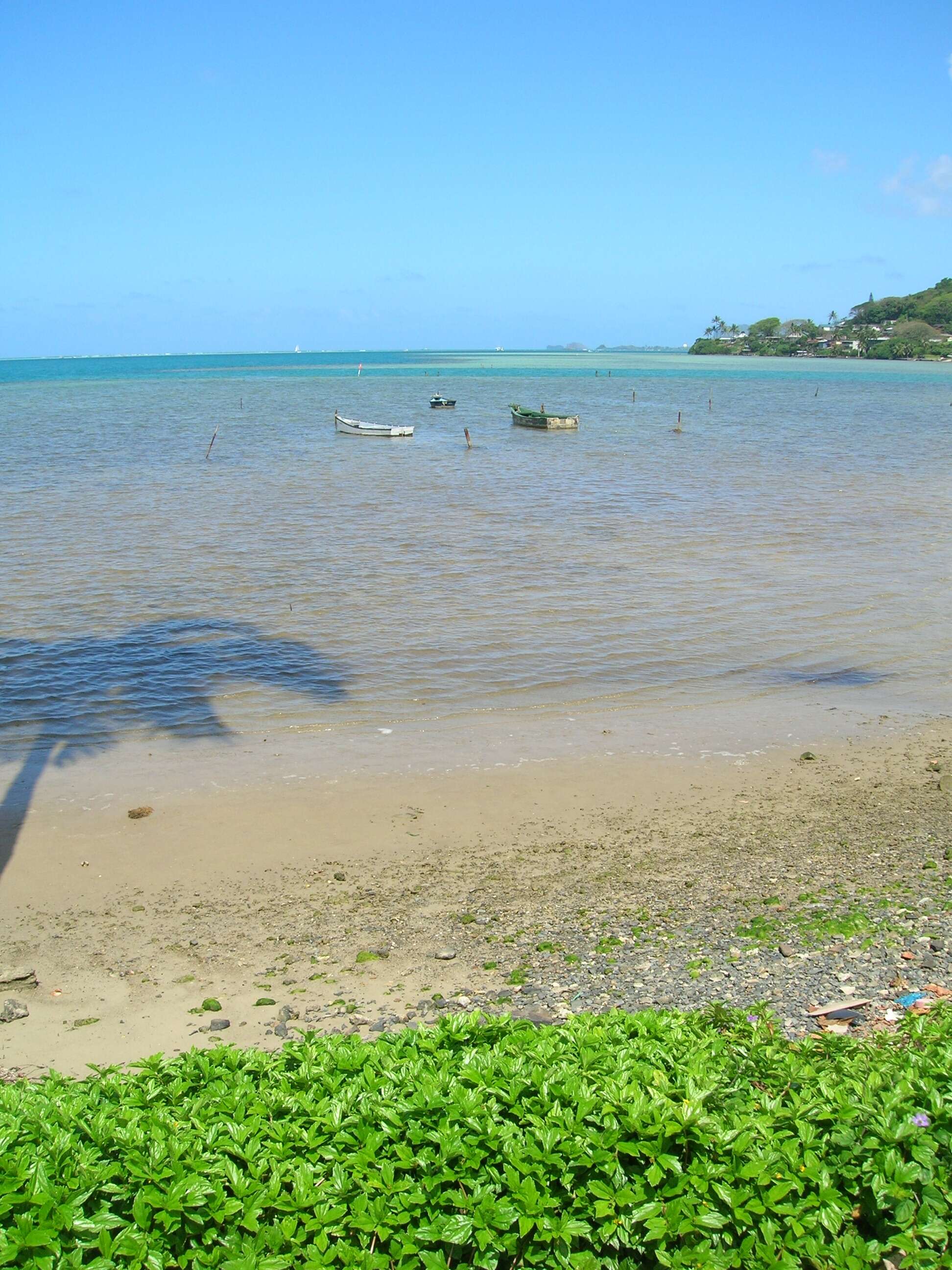 Image of Bay Biscayne creeping-oxeye