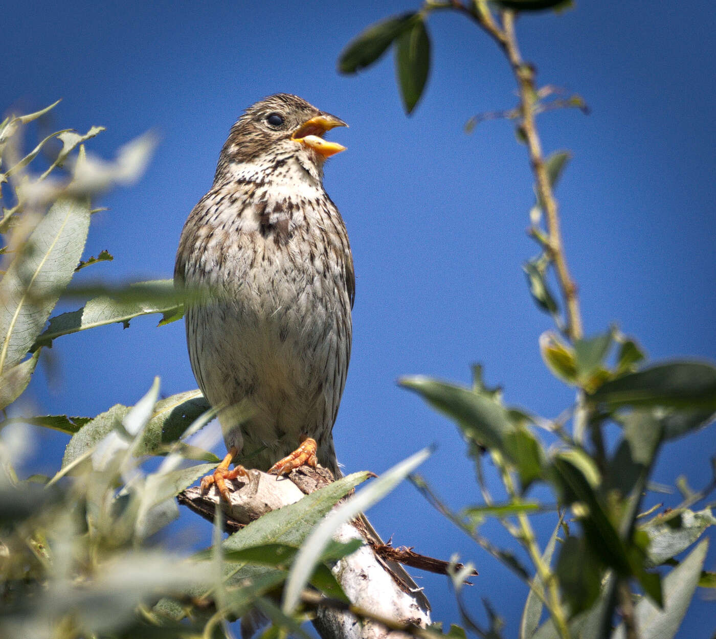 Image of Corn Bunting