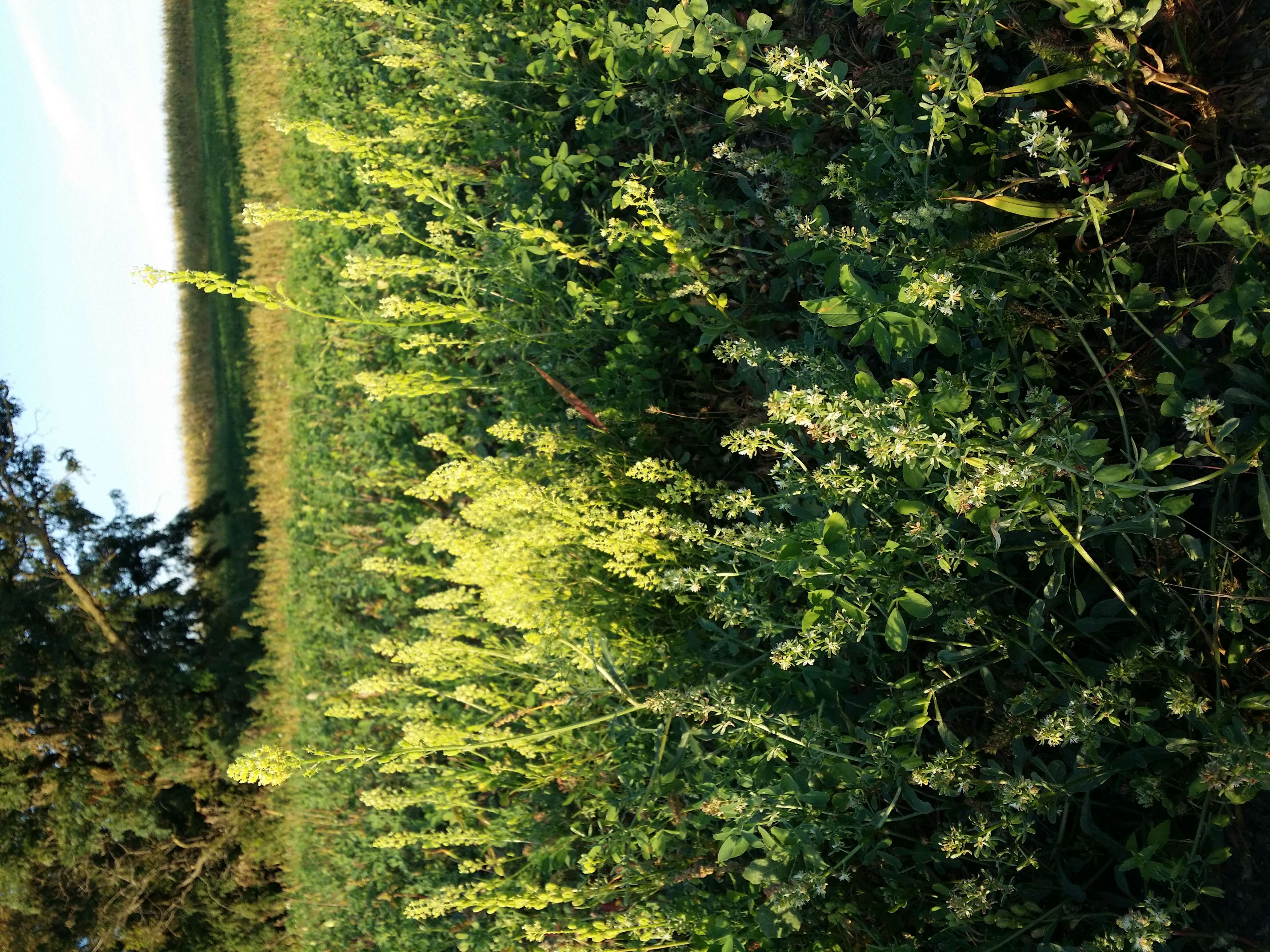 Image of rampion mignonette