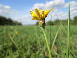 Image of Pilosella caespitosa (Dumort.) P. D. Sell & C. West