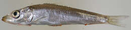 Image of Etrumeus