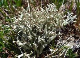 Image of Thorn cladonia