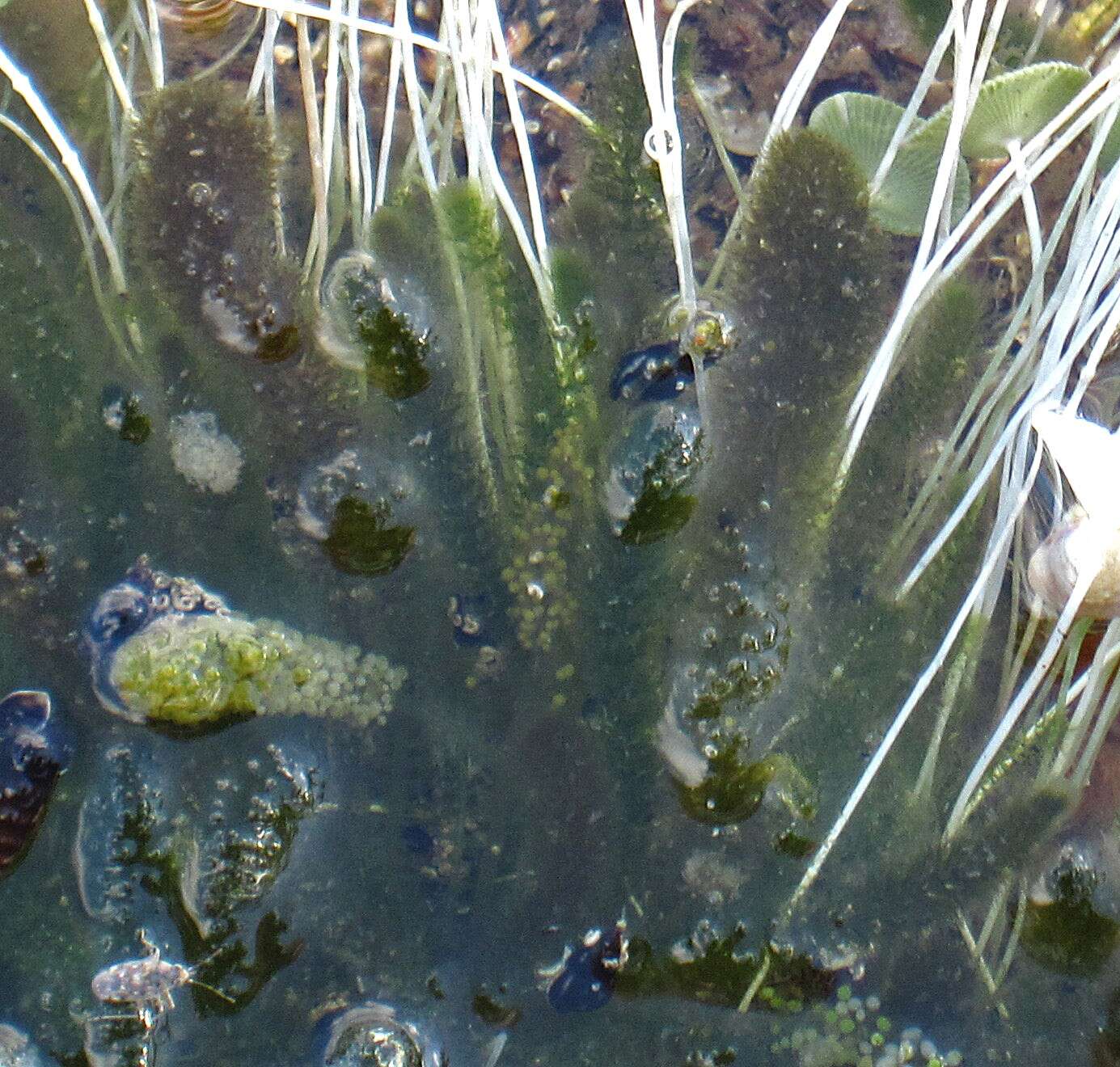 Image of Batophora oerstedii