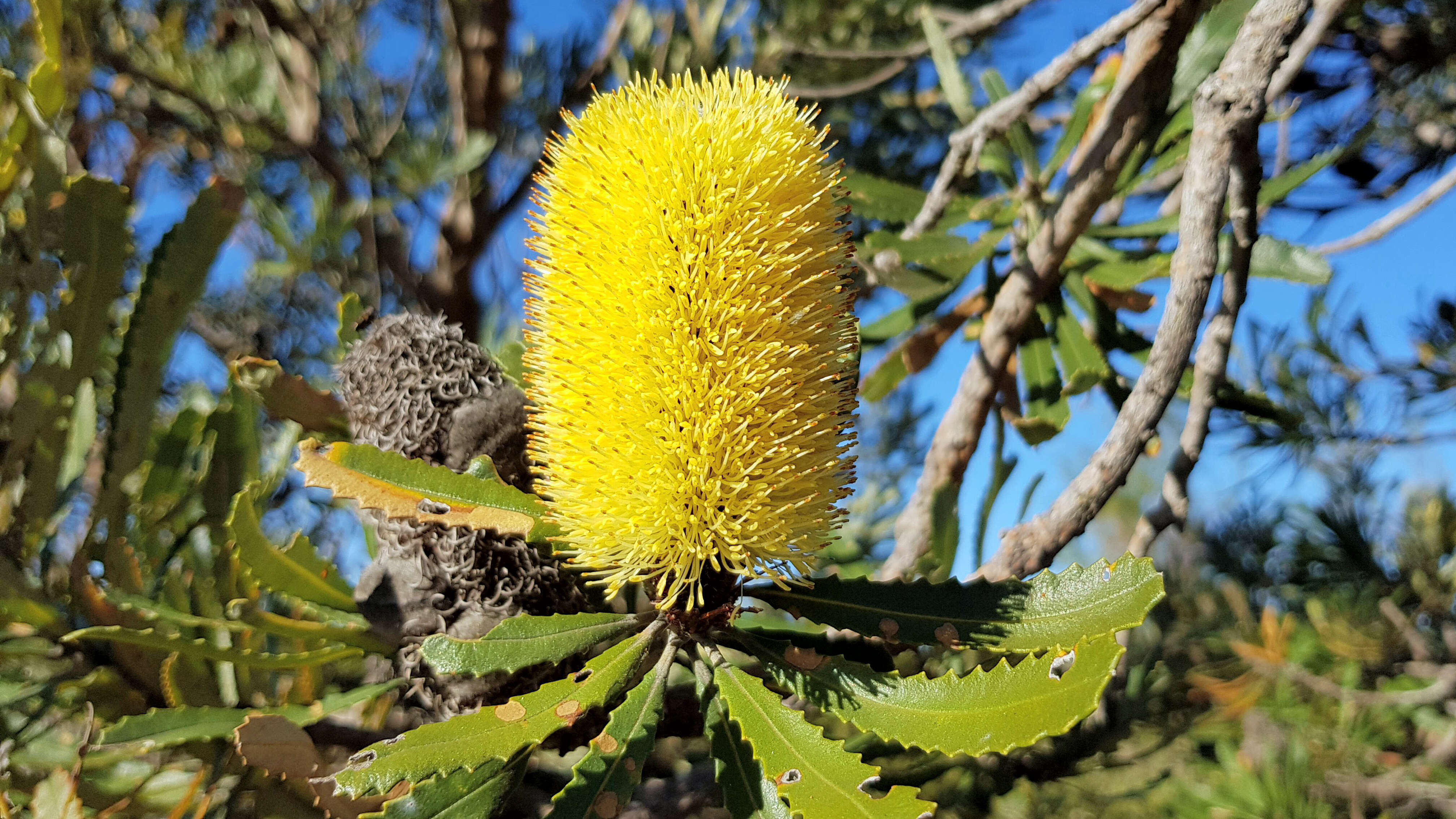 Plancia ëd Banksia attenuata R. Br.