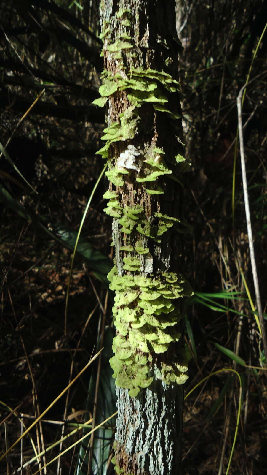 Sivun Coenogonium kuva