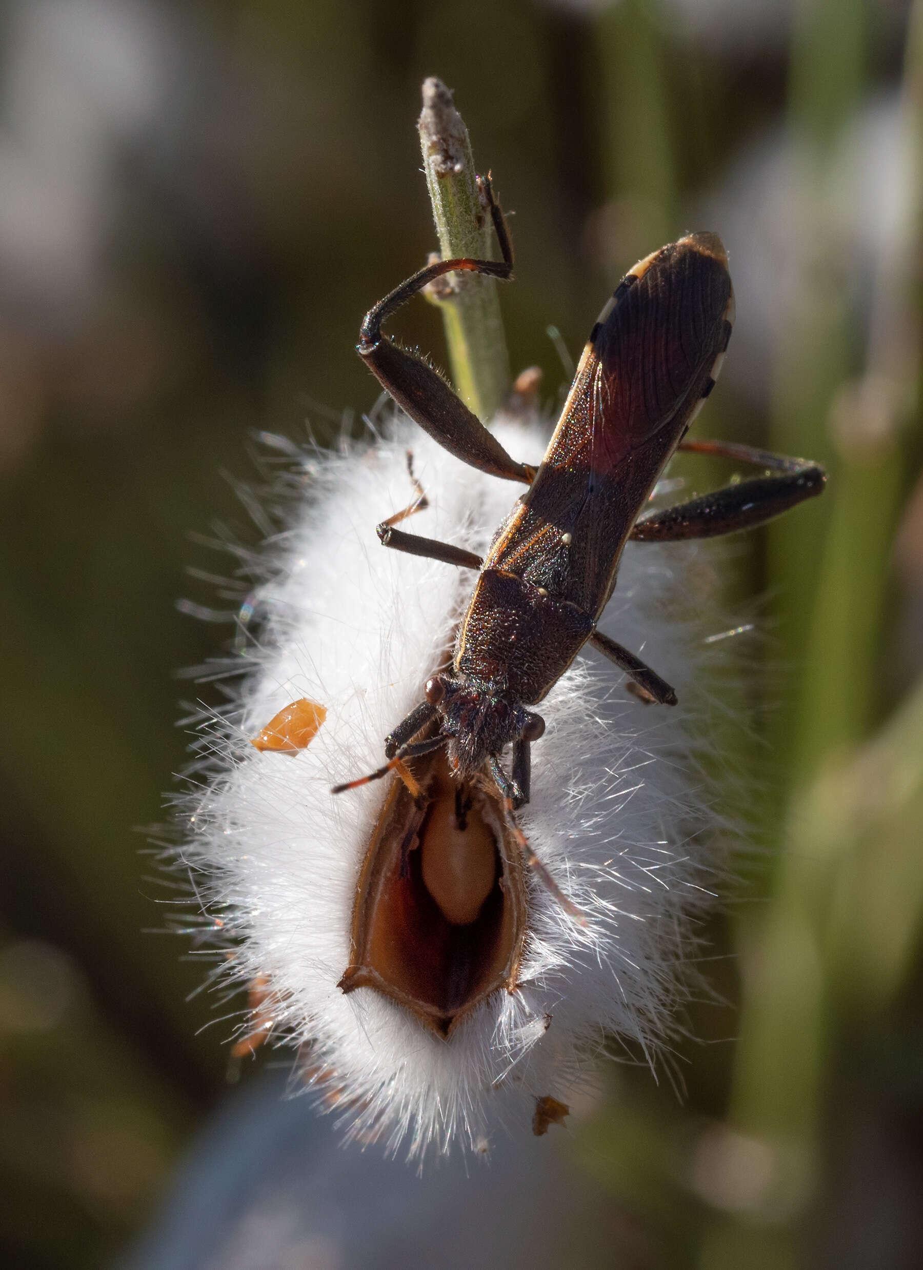 Image of Broad-Headed Bug