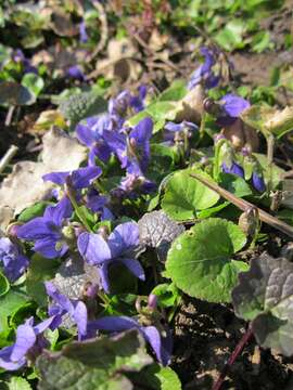 Image of sweet violet