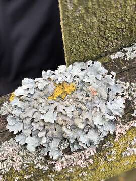 Image of Hammered shield lichen