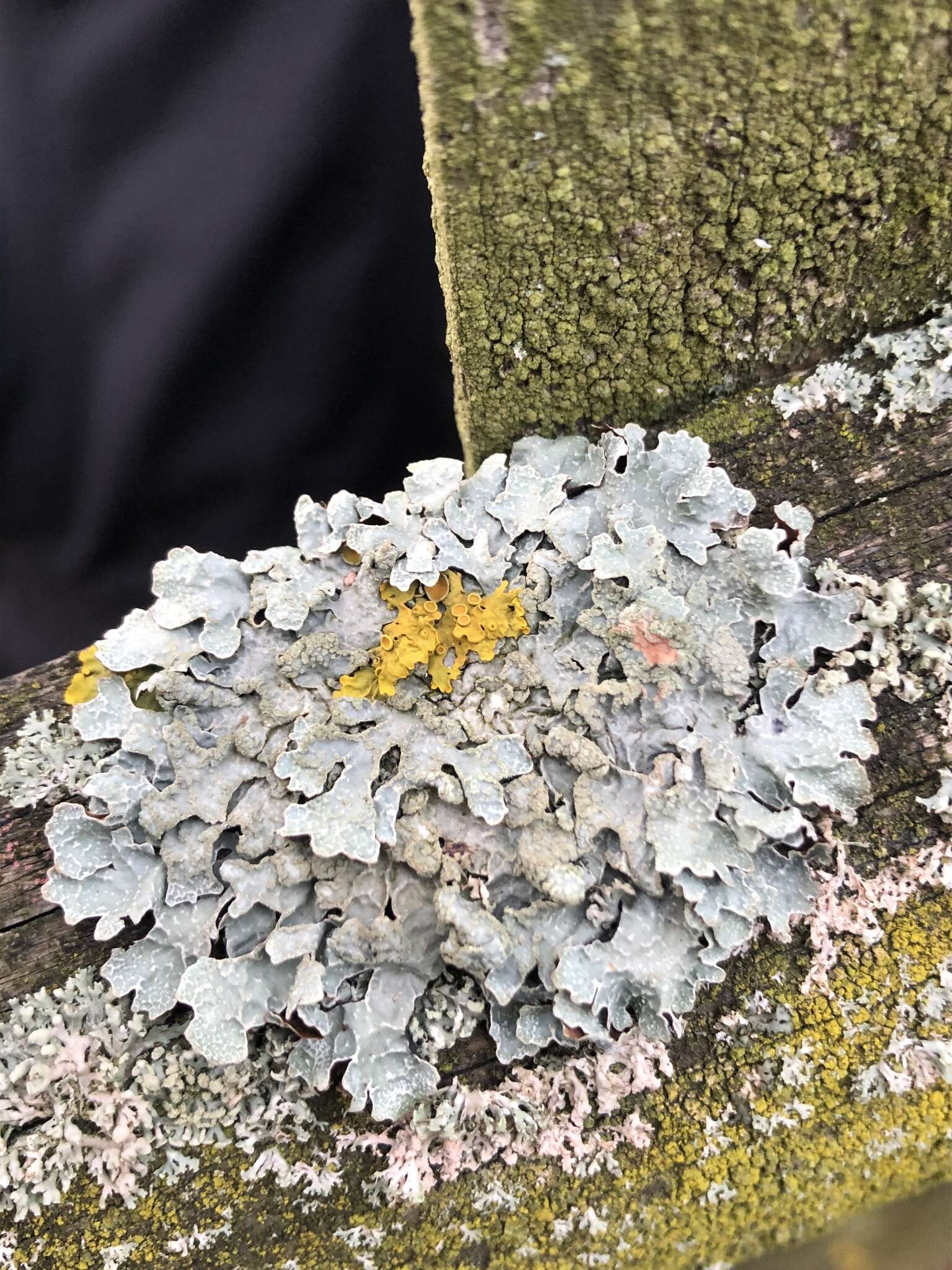 Image of Hammered shield lichen