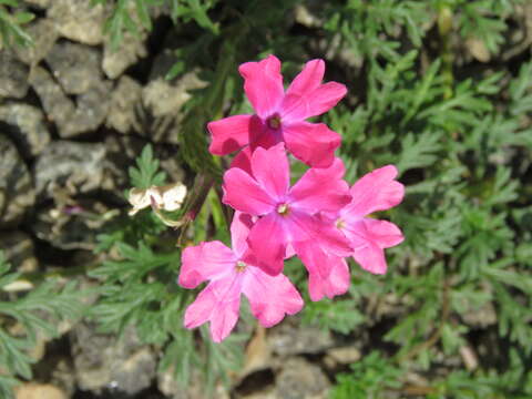 Image of Dakota mock vervain