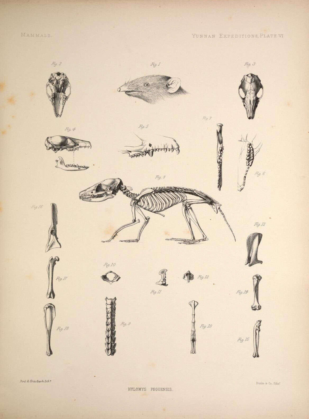 Image of Lesser Gymnures