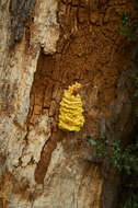 Image of Bracket Fungus