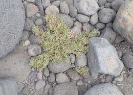 Image of Purslane-leaved aizoon