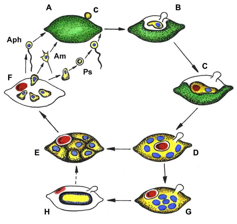 Image de Aphelida