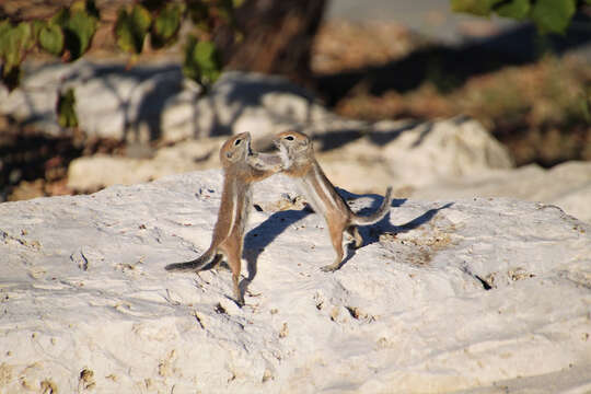 Image of white-tailed antelope squirrel