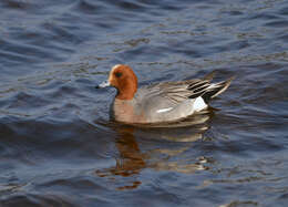 Image of Eurasian Wigeon