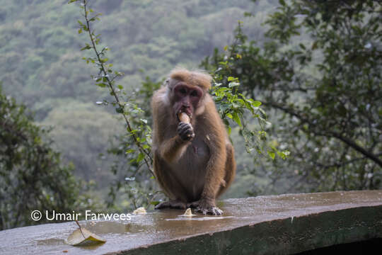 Image of Toque macaque