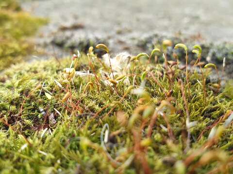 泛生牆苔的圖片