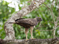 Nisaetus cirrhatus (Gmelin & JF 1788) resmi