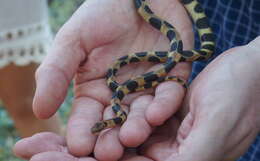 Sivun Tropidophis semicinctus (Gundlach & Peters 1864) kuva