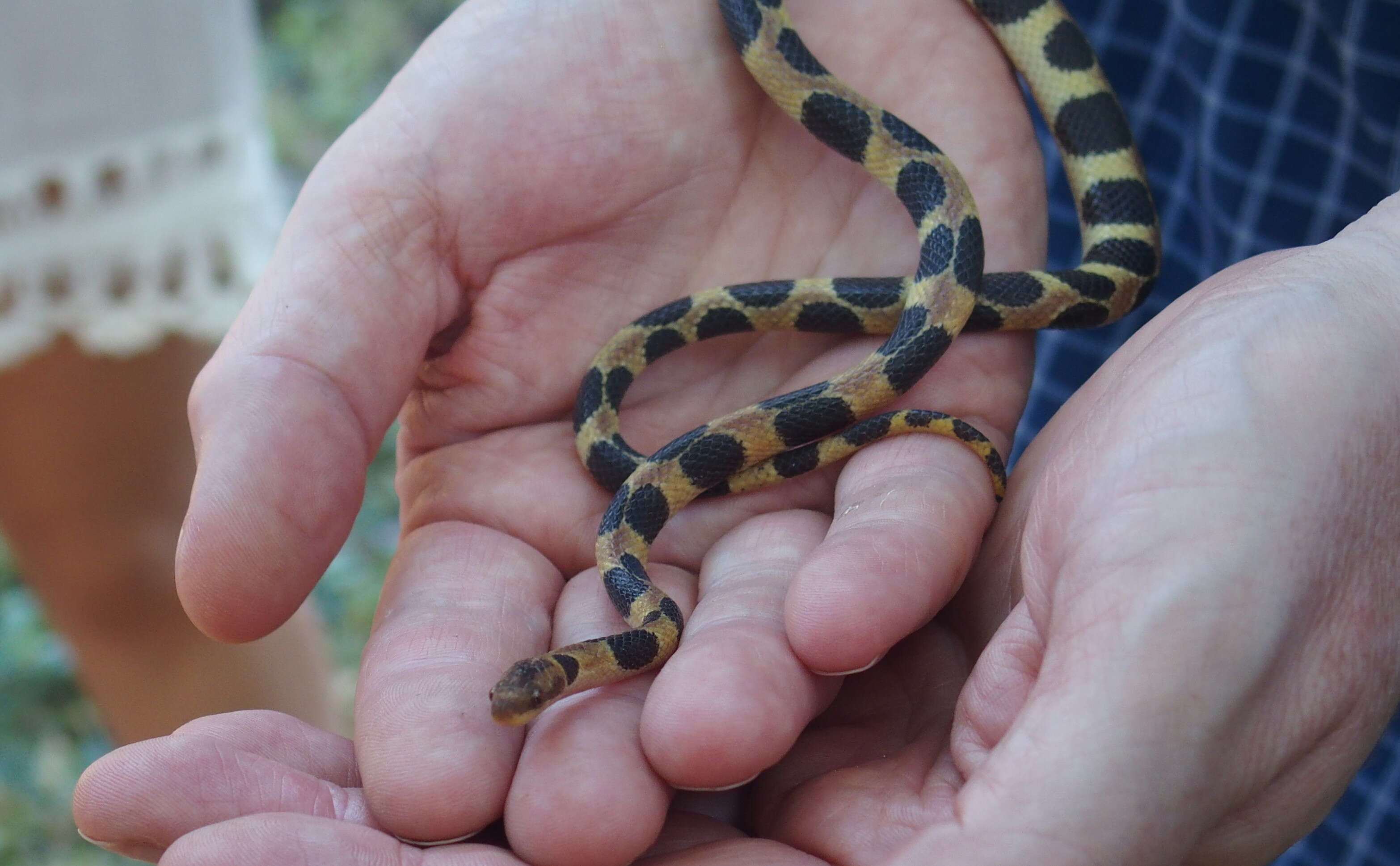 Sivun Tropidophis semicinctus (Gundlach & Peters 1864) kuva