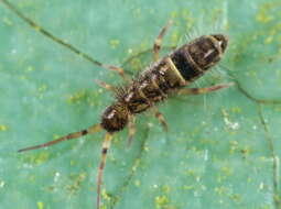 Image of hairy-back girdled springtail