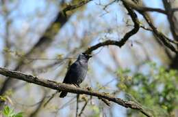 Image of Eurasian Jackdaw