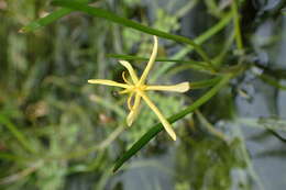 Image of grassleaf mudplantain