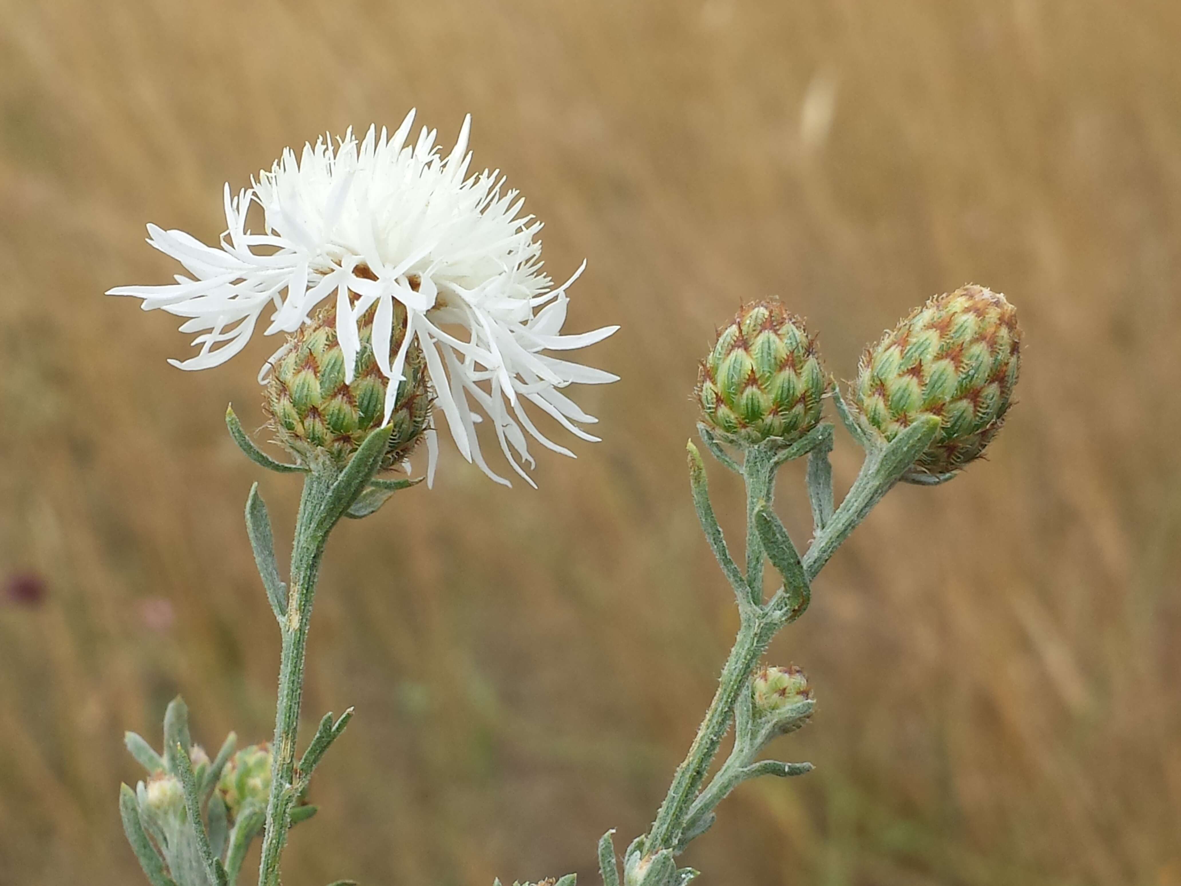 Image of spotted knapweed