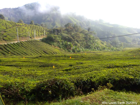 Image of Tea plant