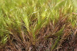 Image of distichium moss