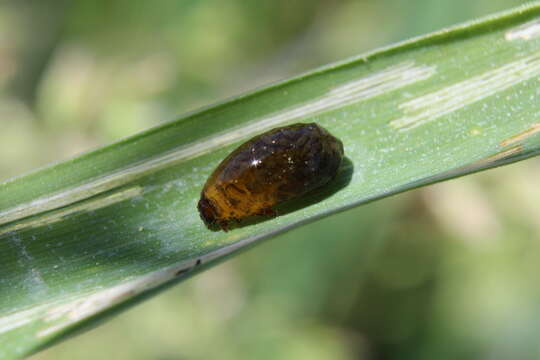 Image of Cereal leaf beetle