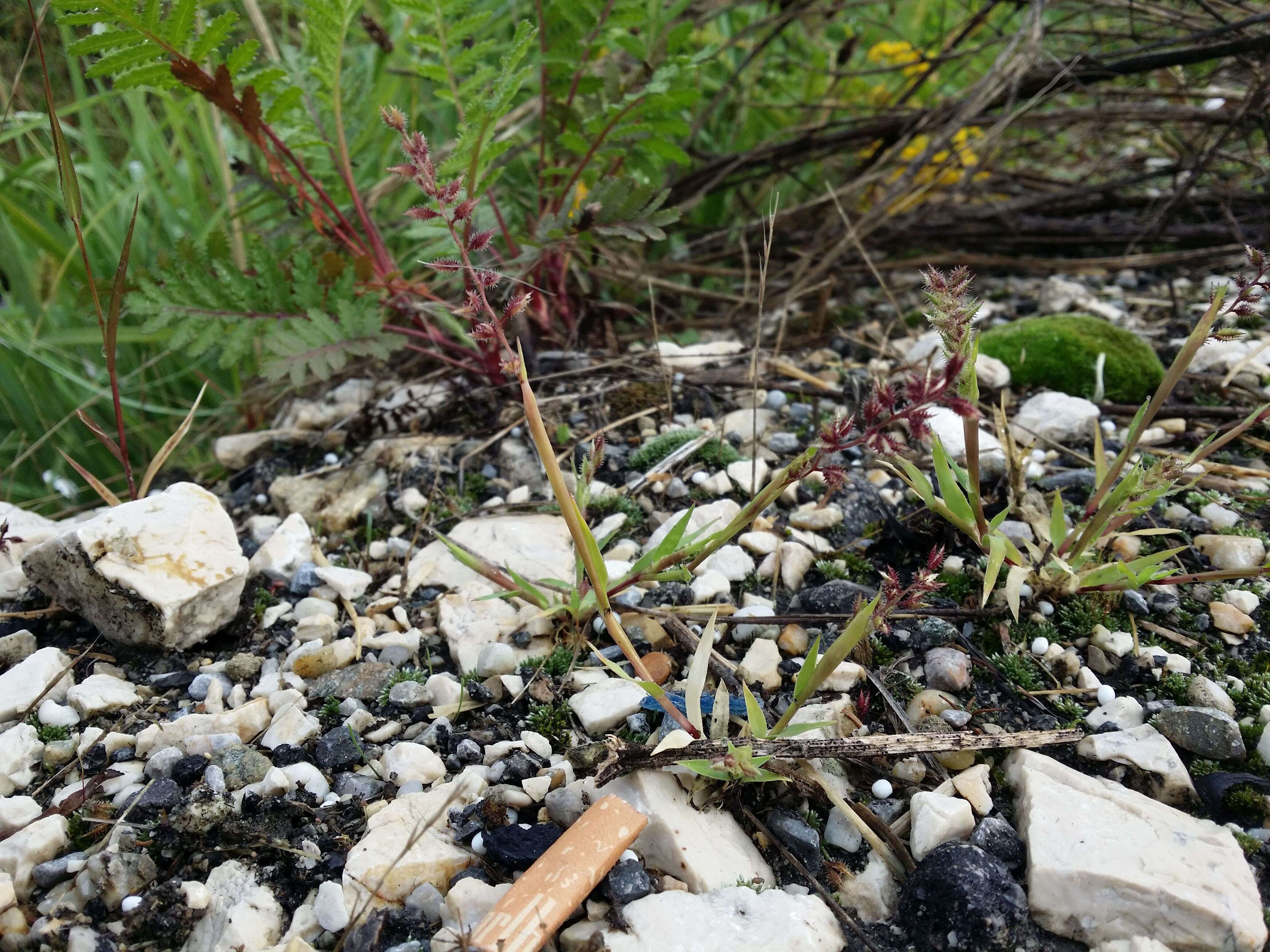 Image of stalked bur grass