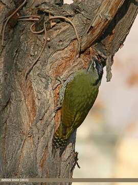 Image of Scaly-bellied Woodpecker