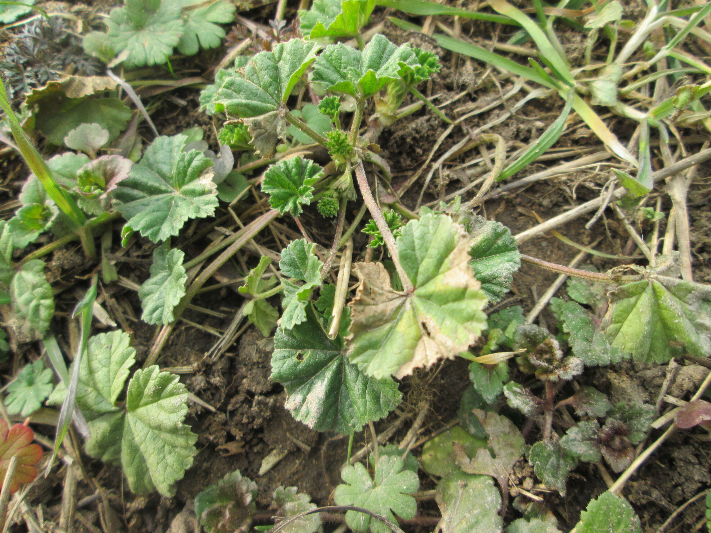 Image of common mallow