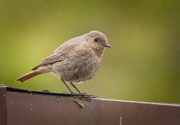 Image of Black Redstart