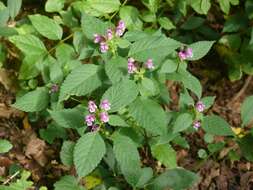 Image of Downy Hemp Nettle