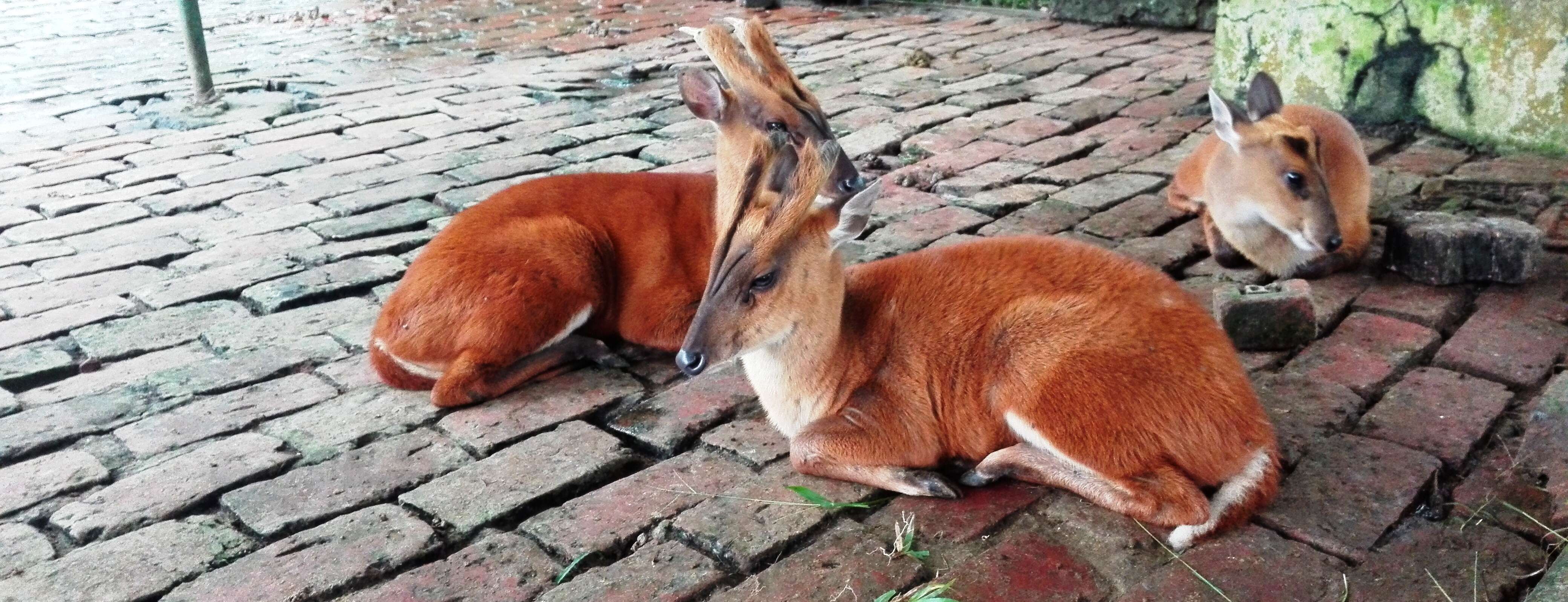 Image of Barking Deer